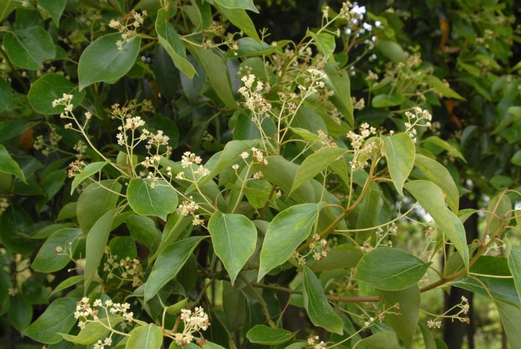 Cây Long não, Rã hương- Cinnamomum camphora