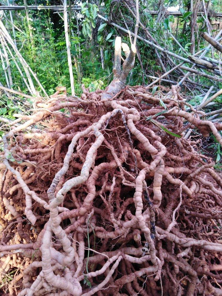 Ba kích hay còn gọi ba kích thiên, nhàu thuốc, ruột gà (Tên khoa học: Morinda officinalis)