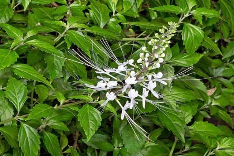 Cây râu mèo, còn gọi là cây bông bạc, tên khoa học là Orthosiphon stamineus, họ Bạc hà (Lamiaceae)