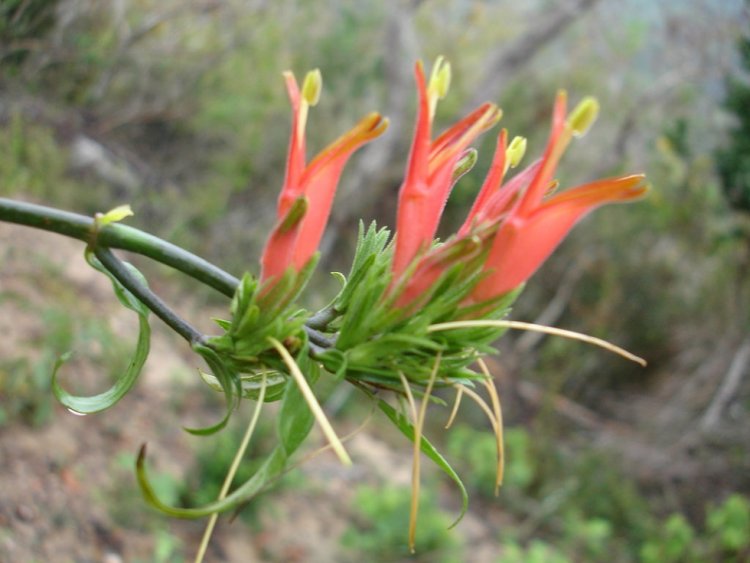 Cây bìm bịp (tên khoa học là Clinacanthus nutans, có tên khác là xương khỉ, mảnh cộng). Đây là loại cây nhỏ, mọc thành bụi, có thể cao tới 3m. Lá nguyên, cuống ngắn, lá mặt hơi nhẵn, màu xanh thẫm. Cây được mọc hoang khá phổ biến ở rất nhiều vùng nông thôn Việt Nam và Châu Á. Hoa màu đỏ hay màu hồng, rủ xuống ở ngọn; tràng hoa có hai môi, môi dưới có 3 răng; bao phấn vàng xanh, quả hình trùy dài khoảng 1,5cm, cuống ngắn, chứa 4 hạt.