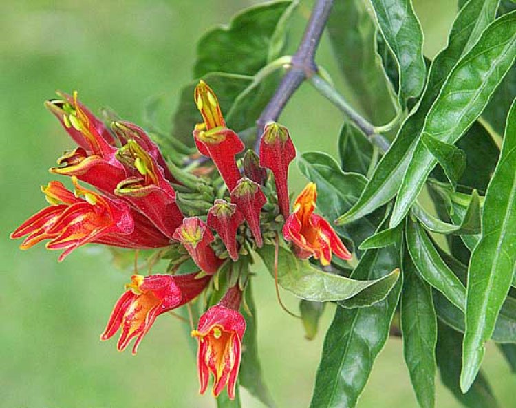 Cây Mảnh Cộng, Bìm bịp, Xương khỉ - Clinacanthus nutans