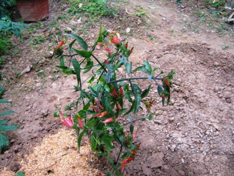 Cây bìm bịp (tên khoa học là Clinacanthus nutans, có tên khác là xương khỉ, mảnh cộng). Đây là loại cây nhỏ, mọc thành bụi, có thể cao tới 3m. Lá nguyên, cuống ngắn, lá mặt hơi nhẵn, màu xanh thẫm. Cây được mọc hoang khá phổ biến ở rất nhiều vùng nông thôn Việt Nam và Châu Á. Hoa màu đỏ hay màu hồng, rủ xuống ở ngọn; tràng hoa có hai môi, môi dưới có 3 răng; bao phấn vàng xanh, quả hình trùy dài khoảng 1,5cm, cuống ngắn, chứa 4 hạt.