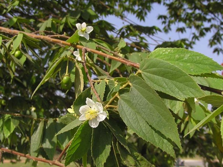 Công dụng và tác dụng tuyệt vời từ Cây Trứng Cá trồng đầy đường làm cảnh