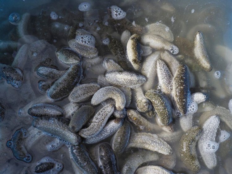 Món ăn bài thuốc từ hải sâm, nhận biết các loài Hải Sâm