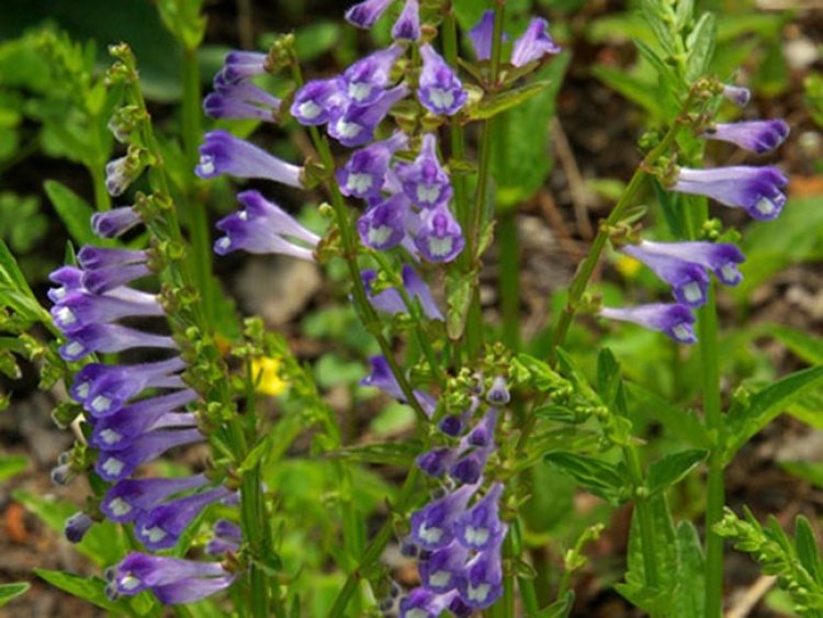 Cây dược liệu cây Hoàng cầm râu, Bán chi liên - Scutellaria barbata D. Don (S. rivularis Wall.)