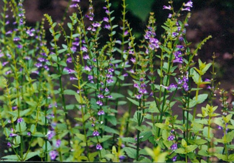 Cây Hoàng cầm râu, Bán chi liên - Scutellaria barbata D. Don (S. rivularis Wall.)