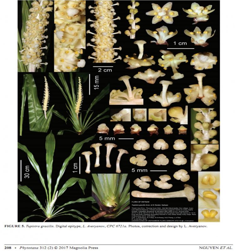 Tupistra fungilliformis F.T.Wang & S.Yun Liang in Liang