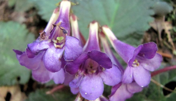 Tai voi tím cao bằng (Oreocharis caobangensis) - Loài mới được phát hiện ở Cao Bằng