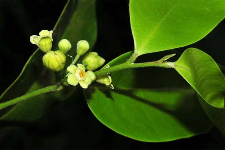 Trầm Hương - Aquilaria crassna Pierre ex Lecomte