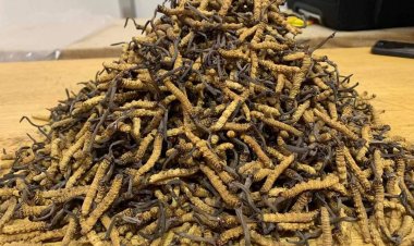Thật giả nấm đông trùng hạ thảo Cordyceps sinensis