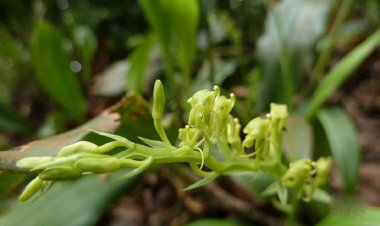 Phát hiện một loài Lan mới thuộc giống Liapris sp ở Khánh hòa