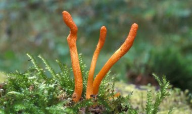 Đặc điểm sinh học, giá trị dược liệu của nấm Đông trùng hạ thảo Cordyceps militaris