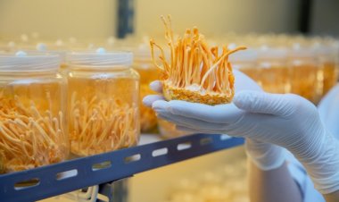 Nấm Đông trùng hạ thảo - Cordyceps Militaris