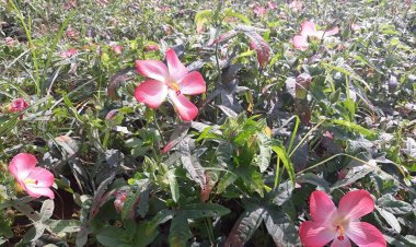 Cây Sâm Bố Chính - Abelmoschus Sagittifolius (Kurz) Merr. (Hibiscus sagittifolius Kurz)