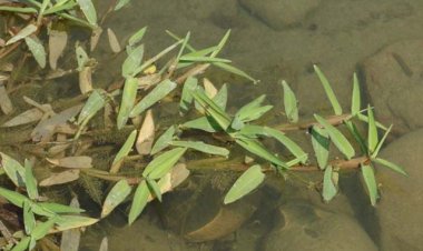 Cây Cỏ chân vịt, cỏ chửa tắm chữa thủy đậu theo kinh nghiệm dân gian