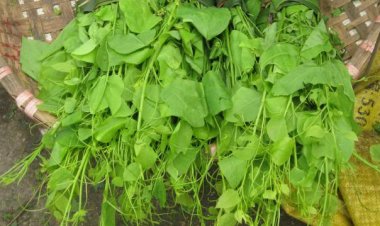 Hướng dẫn chế biến các món ngon từ rau bò khai Lạng Sơn