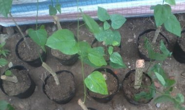 Dây hương, hồng trục, dây bò khai, rau ngót leo, dã diến, rau nghiến, khau hương, phắc hiển