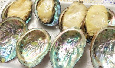 Vỏ bào ngư trị đau đầu, chóng mặt