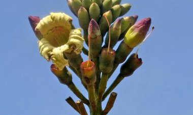 Cây Núc nác, nam hoàng bá, hoàng bá nam, mộc hồ điệp, ngọc hồ điệp - Oroxylum indicum