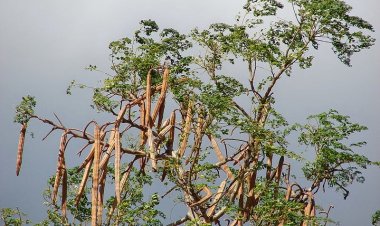 Rau chùm ngây sẽ rất độc với một số người sau