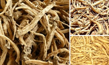 Thảo dược khắc phục “sự cố” khi có thai