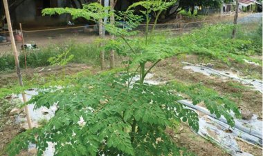 Cây Chùm Ngây những công dụng và tác dụng - Moringa Oleifera Lam