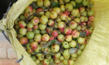 Hướng dẫn cách chọn táo và ngâm rượu táo mèo ngon nhất