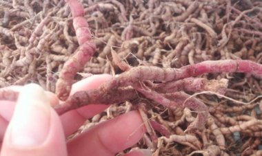 Hướng dẫn cách chọn và ngâm rượu ba kích ngon nhất