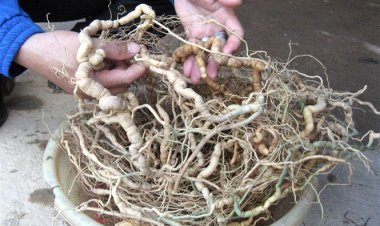 Điều cấm kỵ khi sử dụng củ ba kích ngâm rượu