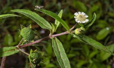 Các cây thảo dược giúp hạ sốt