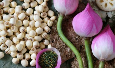 Hạt sen - món ăn ngon bổ, vị thuốc quý