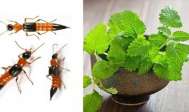 Đuổi kiến ba khoang bằng 6 loại cây