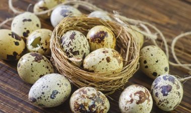 Trứng cút và những công dụng bất ngờ