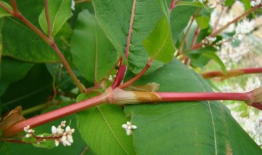 Giới thiệu cây thuốc Hổ trượng căn - Polygonum cuspidatum Sieh. Znce