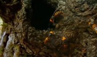 Ong mật chống lại ong bắp cày bảo vệ tổ