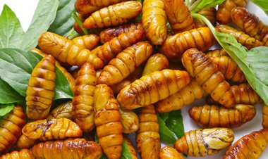 Mùa nhộng tằm, lưu ý khi chọn mua và chế biến đúng cách