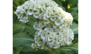 Thuốc từ cây mào gà trắng