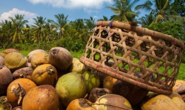 Trường ở Bali cho sinh viên trả học phí bằng lá cây