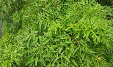 Cây đinh lăng: Công dụng và cách dùng lá đinh lăng, rễ đinh lăng