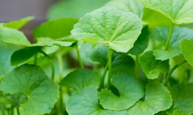 Rau má và những người tuyệt đối không nên ăn