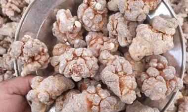 Nhận biết và phân loại củ tam thất bắc, tam thất nam