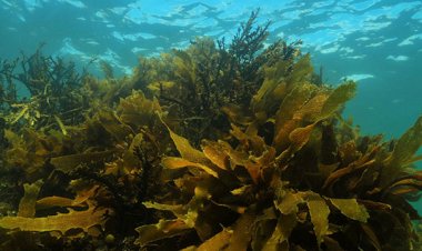 Chiết xuất rong biển hứa hẹn điều trị ung thư não