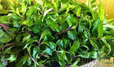 Cây rau bầu đất ăn cực ngon, chữa bệnh hiệu quả ai cũng có thể trồng