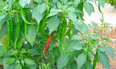 14 Tác dụng chữa bệnh của ớt đặc biệt với người bệnh ung thư, xương khớp, rụng tóc