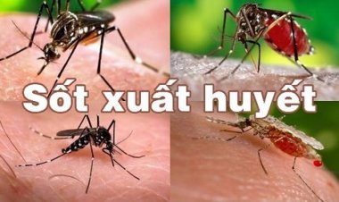 Những điều cần biết về con đường lây nhiễm, triệu chứng và biện pháp phòng chống bệnh sốt xuất huyết