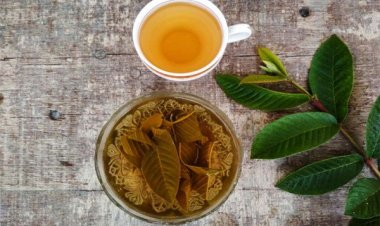 Không chỉ ngừa tiểu đường, nước lá ổi còn gây bất ngờ với tác dụng điều trị ung thư