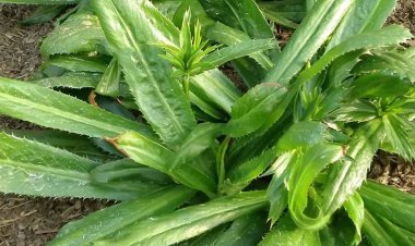 Lợi ích tuyệt vời của lá ngò gai