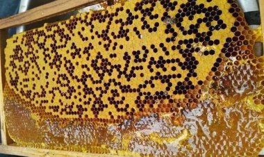 Sử dụng mật ong hằng ngày giúp cho da trắng mịn, không bị khô ráp