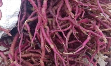 Nhập viện vì cương dương liên tục suốt 30 giờ: Chuyên gia Đông y giải oan cho ba kích