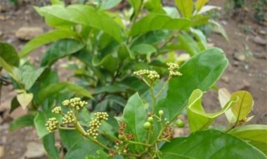 Tác dụng chữa bệnh của cây chìa vôi